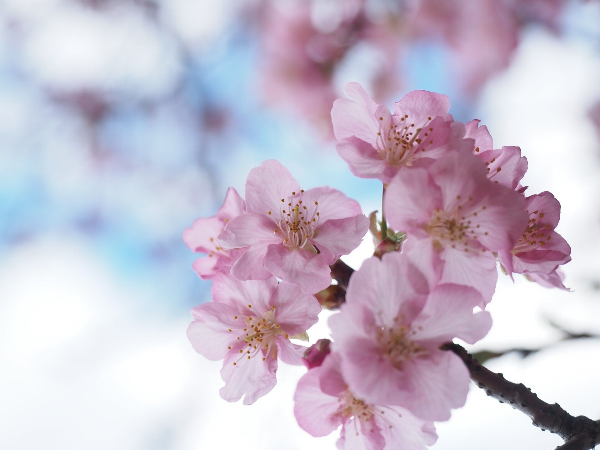 【春分の日】東京で桜が開花！平年より5日早く満開は25日予想