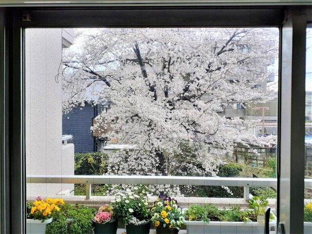 桜満開！今こそ語りたい「借景」の資産価値